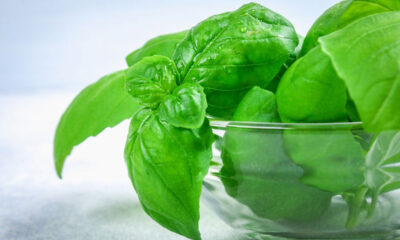 sorbetto basilico ricetta