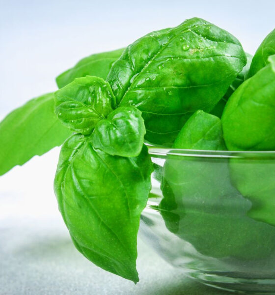 sorbetto basilico ricetta