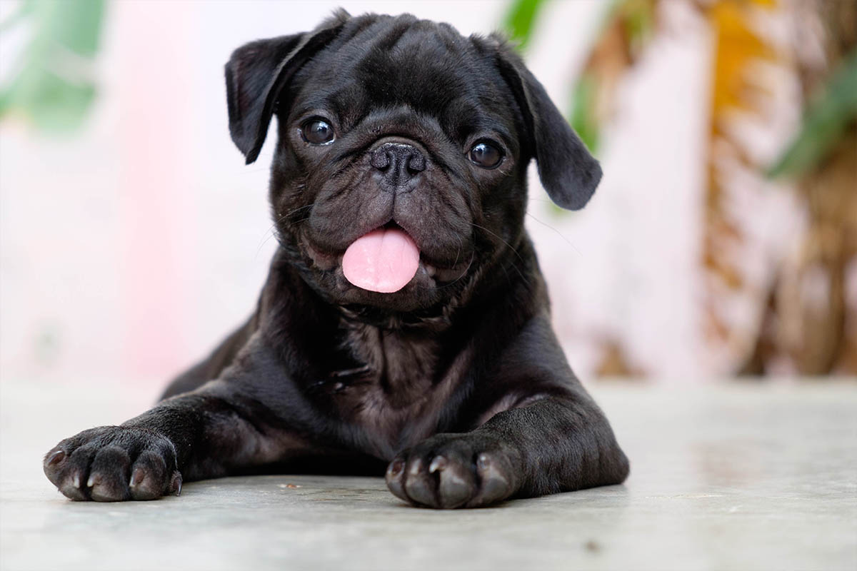 cucciolo di cane carlino nero