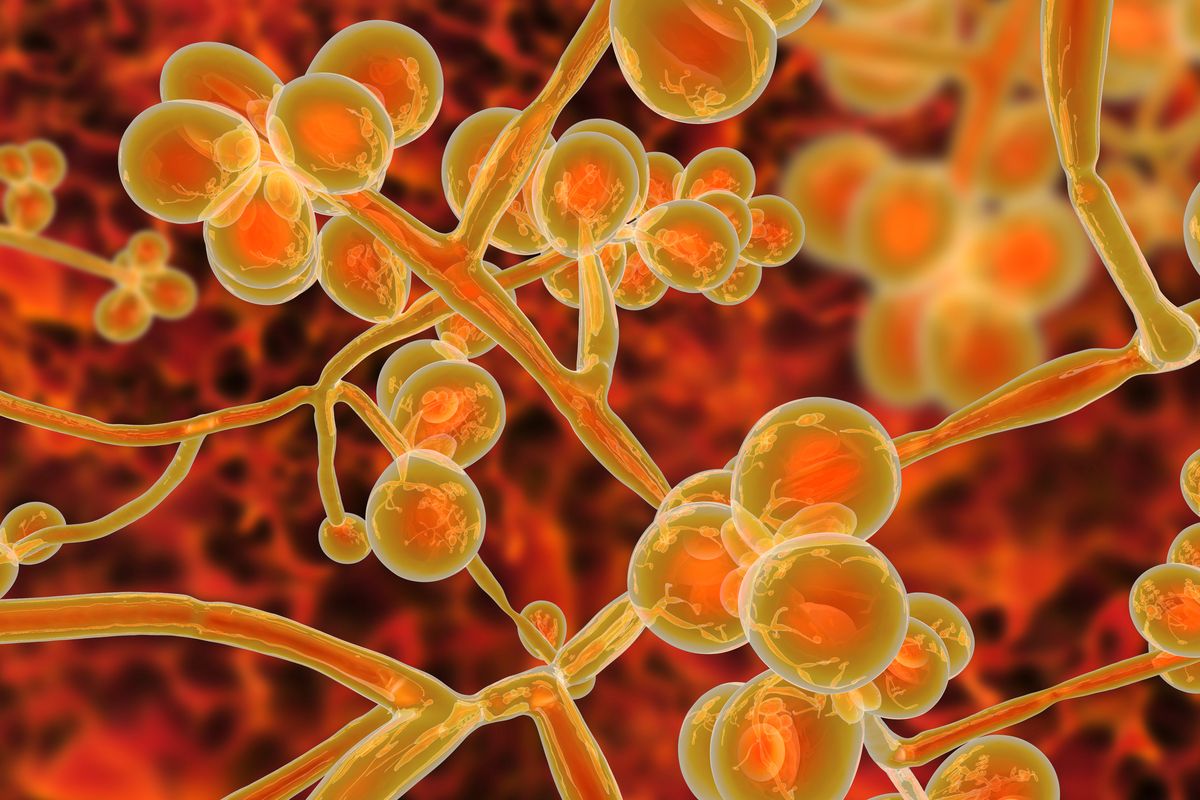 listeria batterio