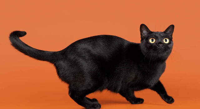 Giornata gatto nero: origine e significato