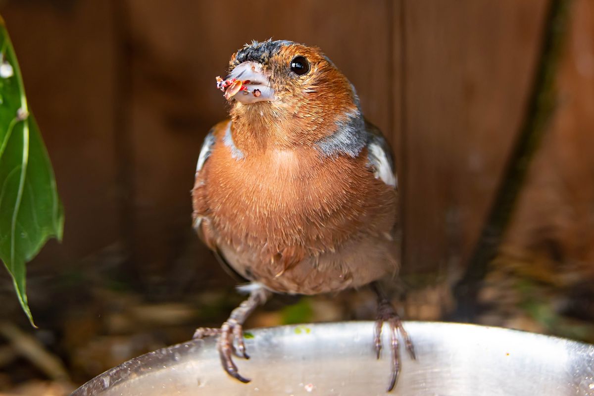 uccellino pettirosso