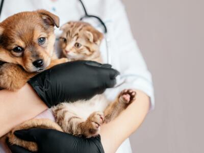 Il Natale dei cuccioli: trama e cast