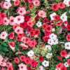 Equinozio di Primavera: frasi e immagini per la bella stagione