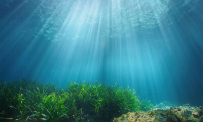 Dead in the Water