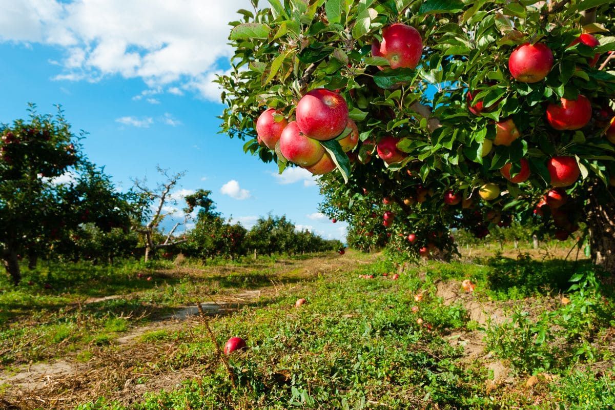 Il frutto dell'amore