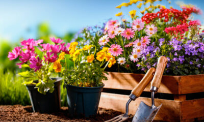 fiori