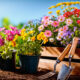 fiori