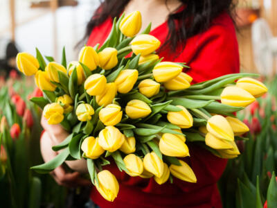 I tulipani dell’amore: trama, cast e trailer