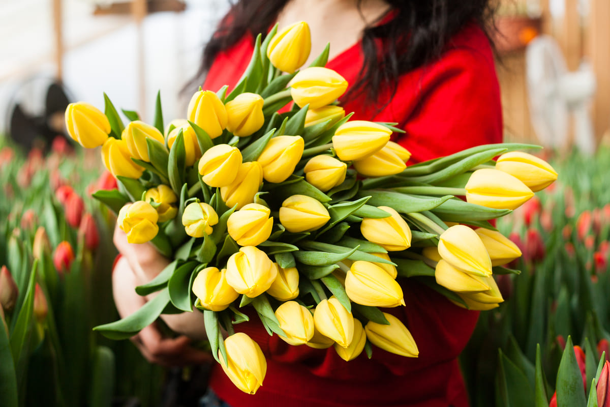 I tulipani dell'amore