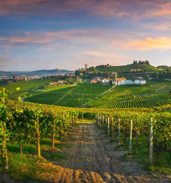 vigna vino tenuta
