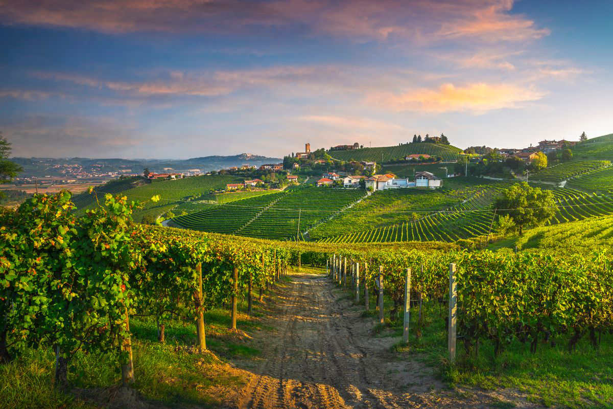 vigna vino tenuta