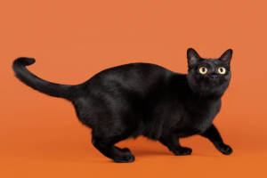 Un gatto nero che attraversa la strada porta sfortuna? Ecco il motivo