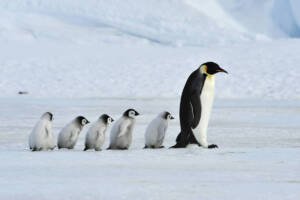 Allarme per i pinguini: entro la fine del secolo rischiano la completa estinzione