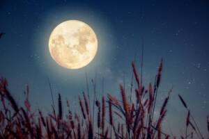 Cos'è la luna piena del castoro, quando vederla e perché si chiama così