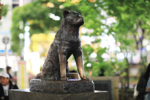 Hachiko: la storia vera e le differenze con il film