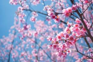 Con l'equinozio è arrivata la primavera... nel 2020, però, un giorno prima!