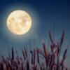 Grande attesa per la Luna Piena dei Fiori: occhi al cielo il 23 maggio 2024