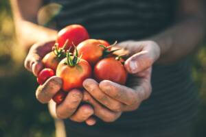 Frasi sul pomodoro: le citazioni più belle e divertenti
