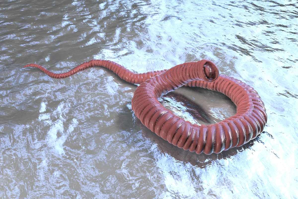 Il vermocane è arrivato in Italia: ecco cos'è e quali sono i rischi per l'uomo