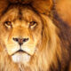 Cosa vuol dire sognare un leone?