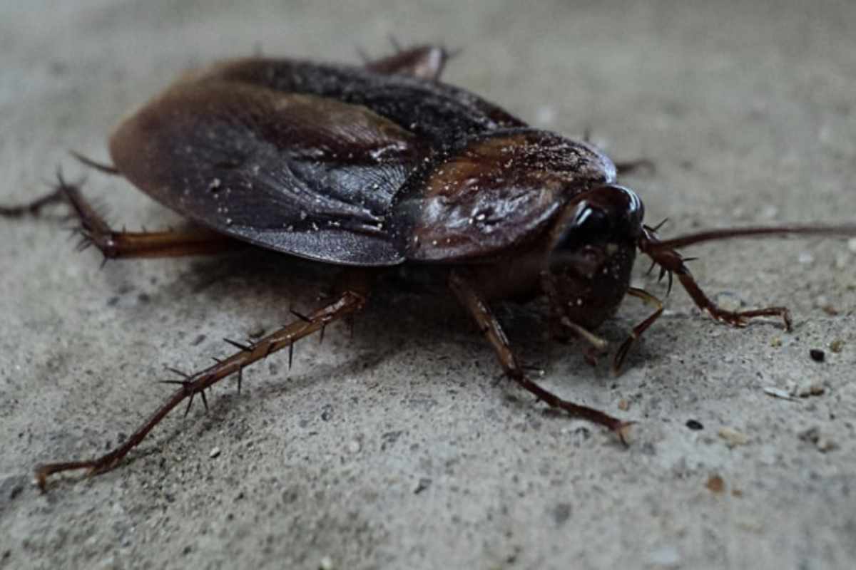 Le blatte non sono solo sgradevoli da vedere; possono anche rappresentare un serio rischio per la salute. Sono noti vettori di batteri