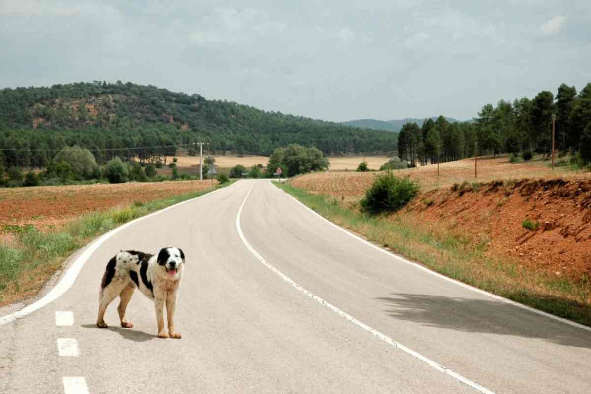 Abbandonare animali, reato