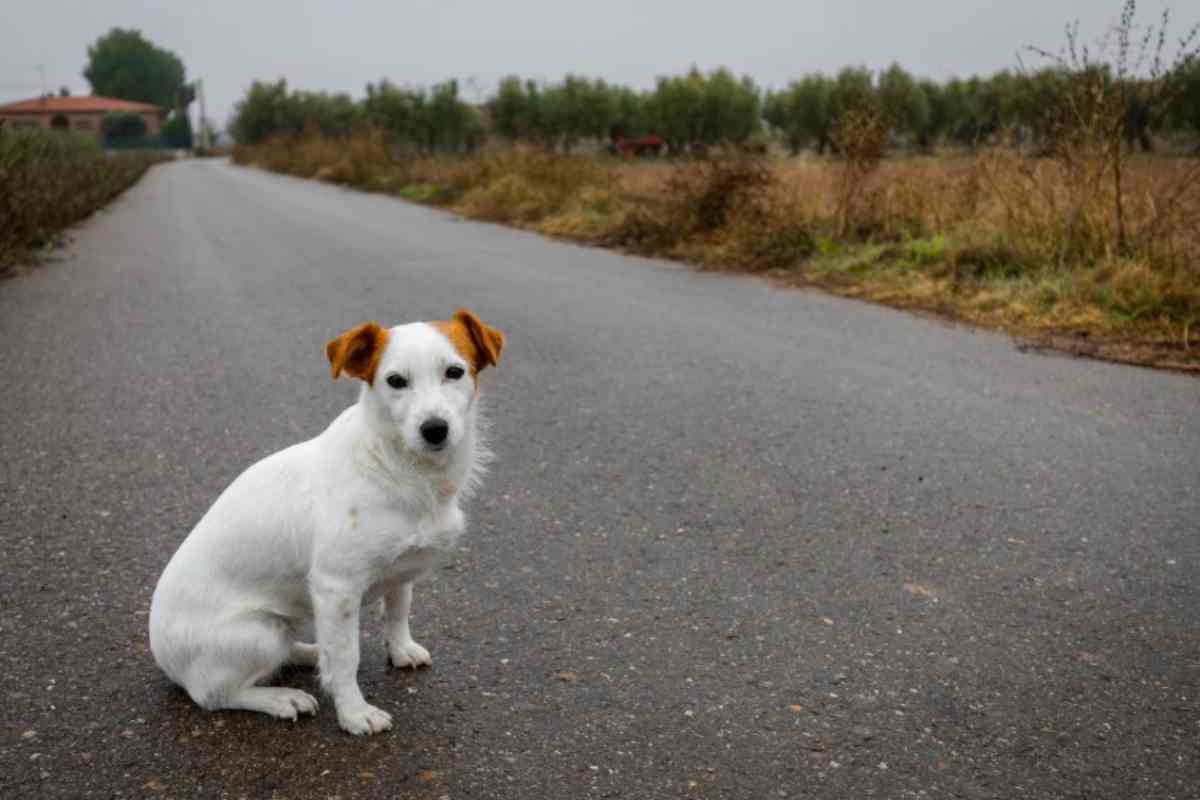 Abbandonare animali, cosa rischi