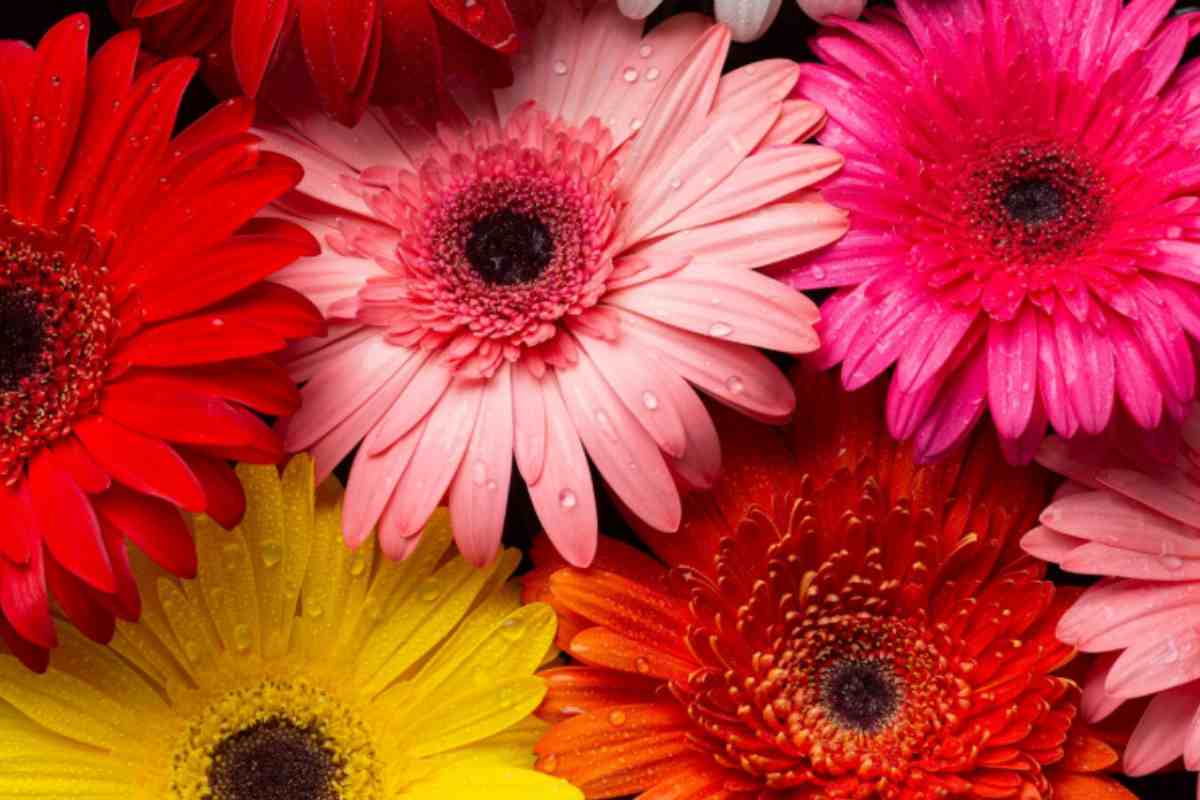 Fiori estivi