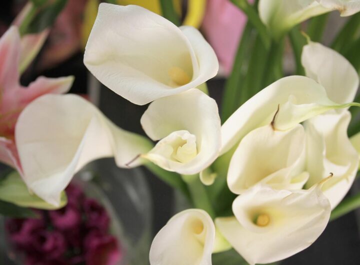 Fiori estivi