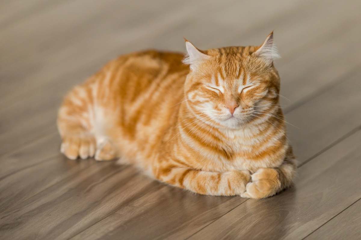 animali prevedono la pioggia