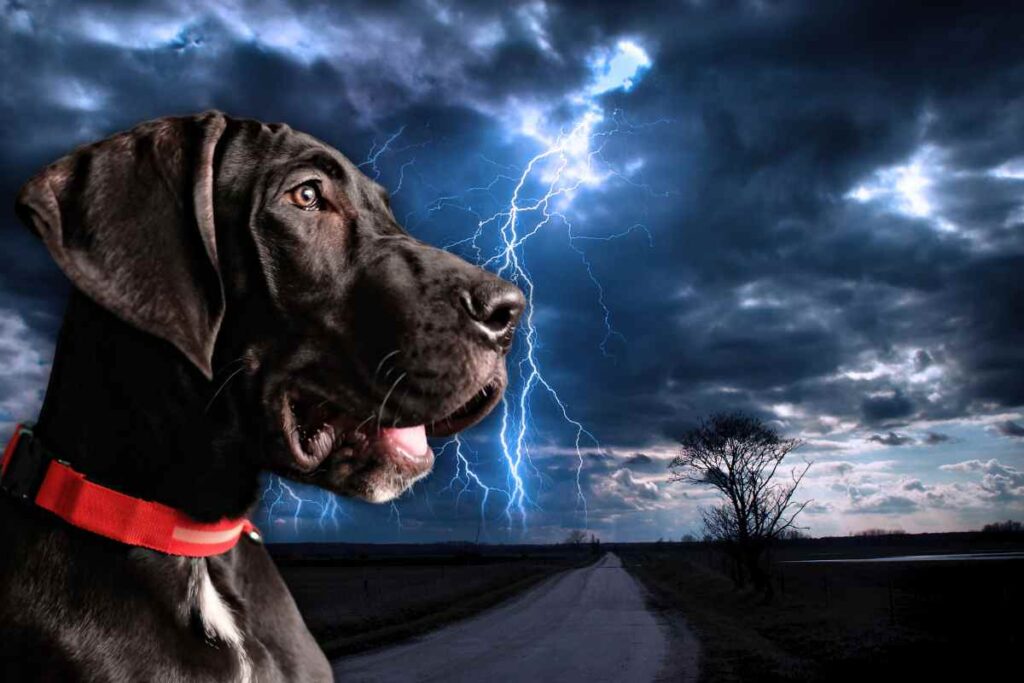 fenomeni atmosferici e animali domestici