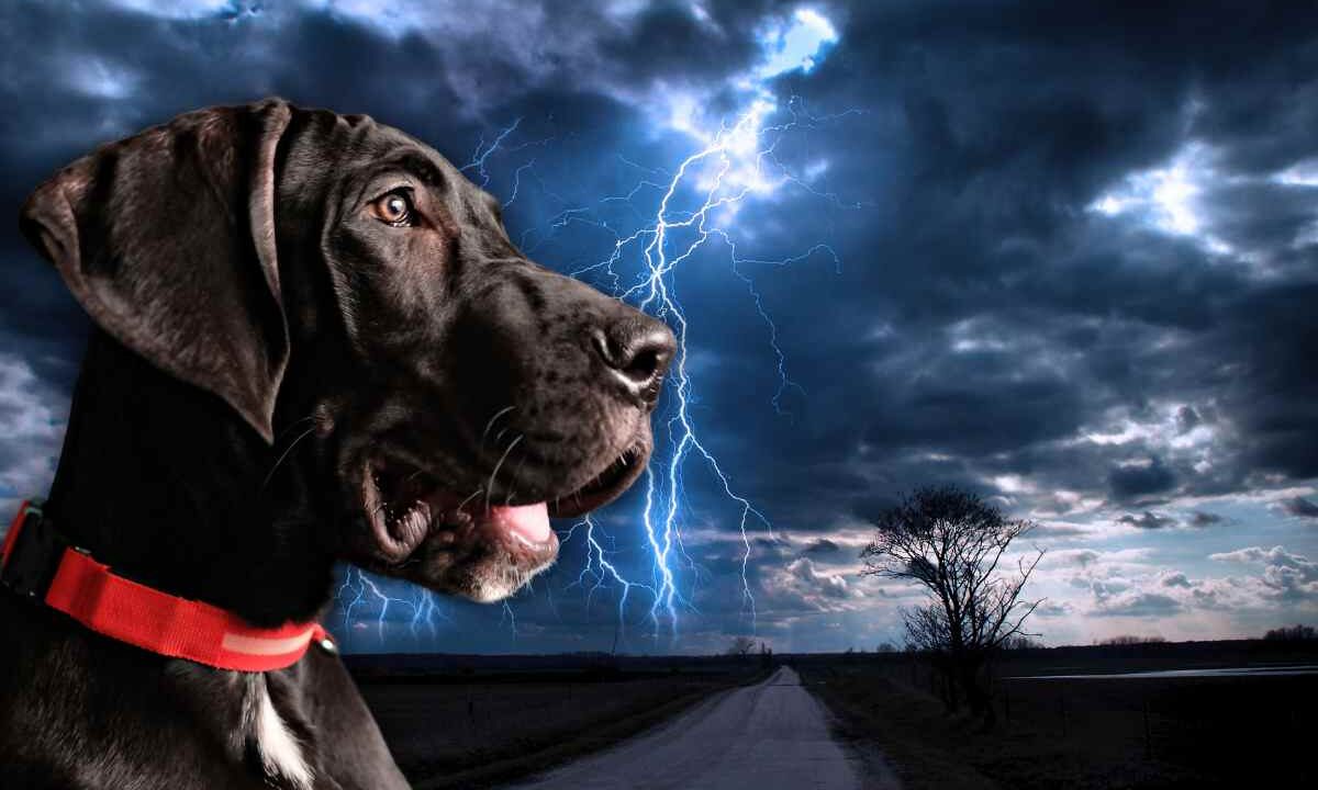 fenomeni atmosferici e animali domestici