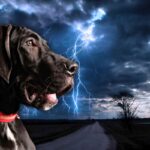 fenomeni atmosferici e animali domestici