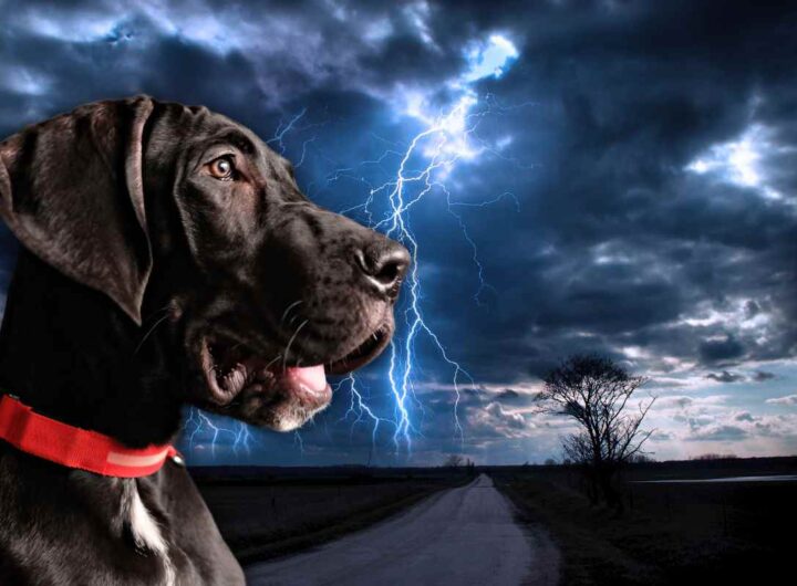 fenomeni atmosferici e animali domestici