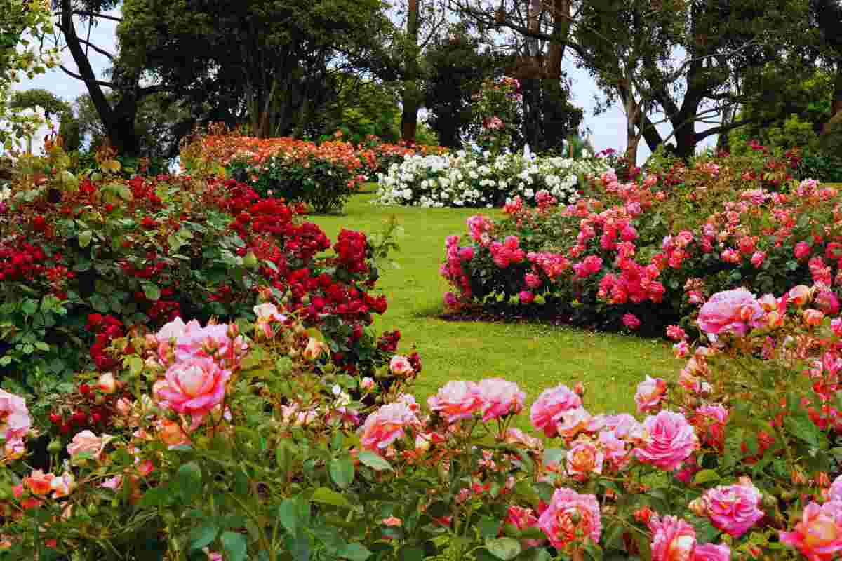 visitare il roseto comunale di roma