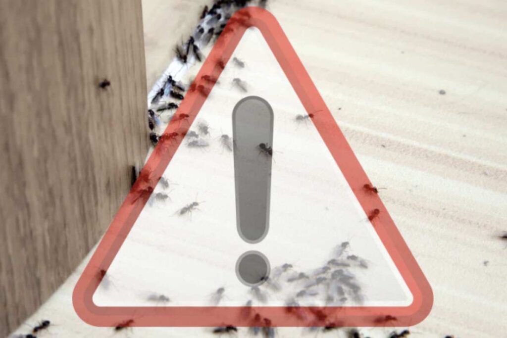 Questi insetti sociali, pur essendo innocui per l’uomo, possono creare notevoli disagi soprattutto in cucina, dove cercano residui