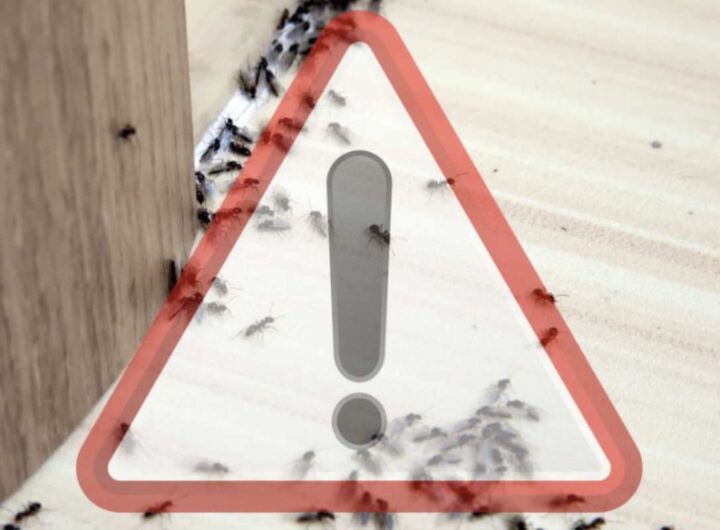Questi insetti sociali, pur essendo innocui per l’uomo, possono creare notevoli disagi soprattutto in cucina, dove cercano residui