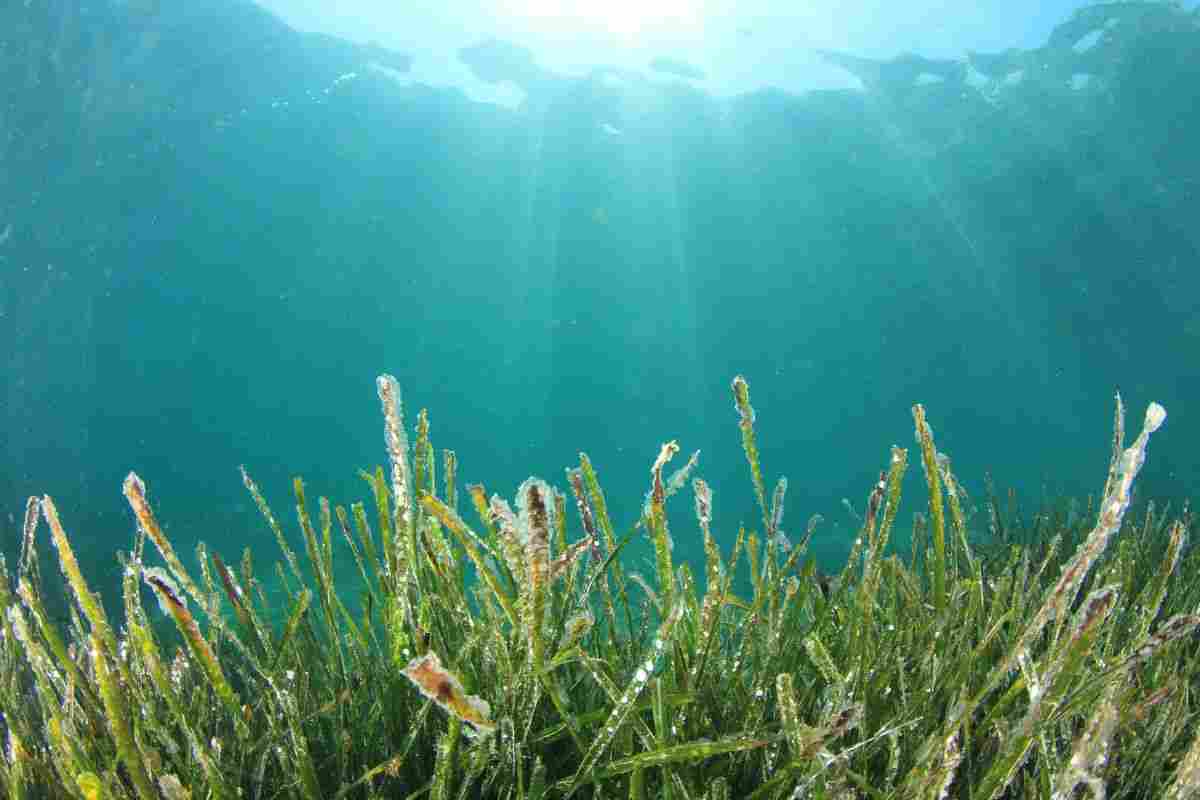 allarme alga tossica: in autralia stanno compromettendo la barriera corallina