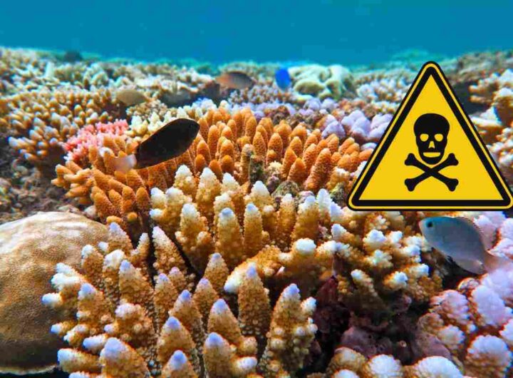allarme alga tossica: in autralia stanno compromettendo la barriera corallina