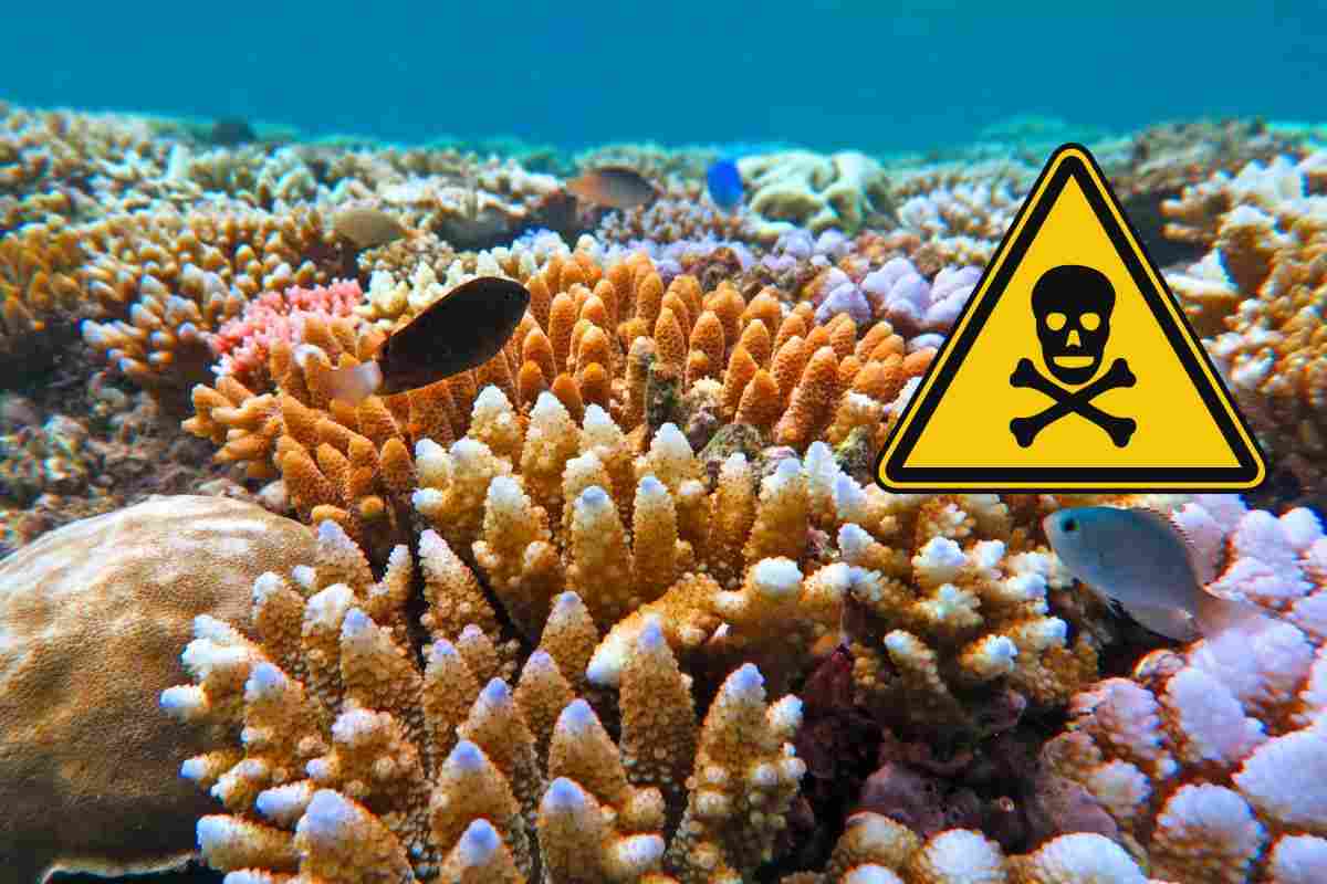 allarme alga tossica: in autralia stanno compromettendo la barriera corallina