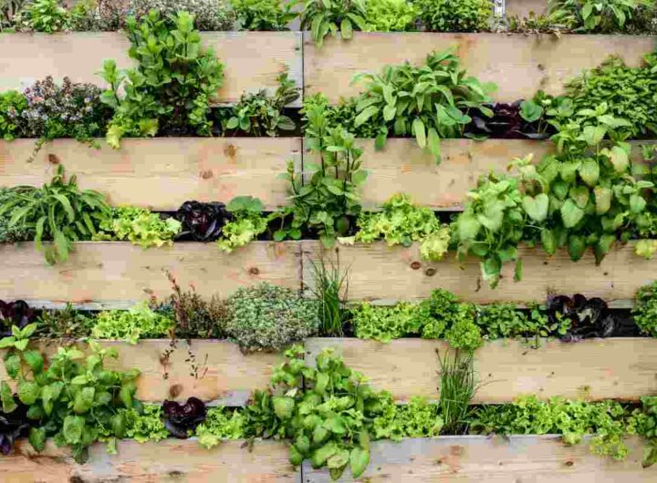 Costruisci il tuo giardino da sogno spendendo poco e niente