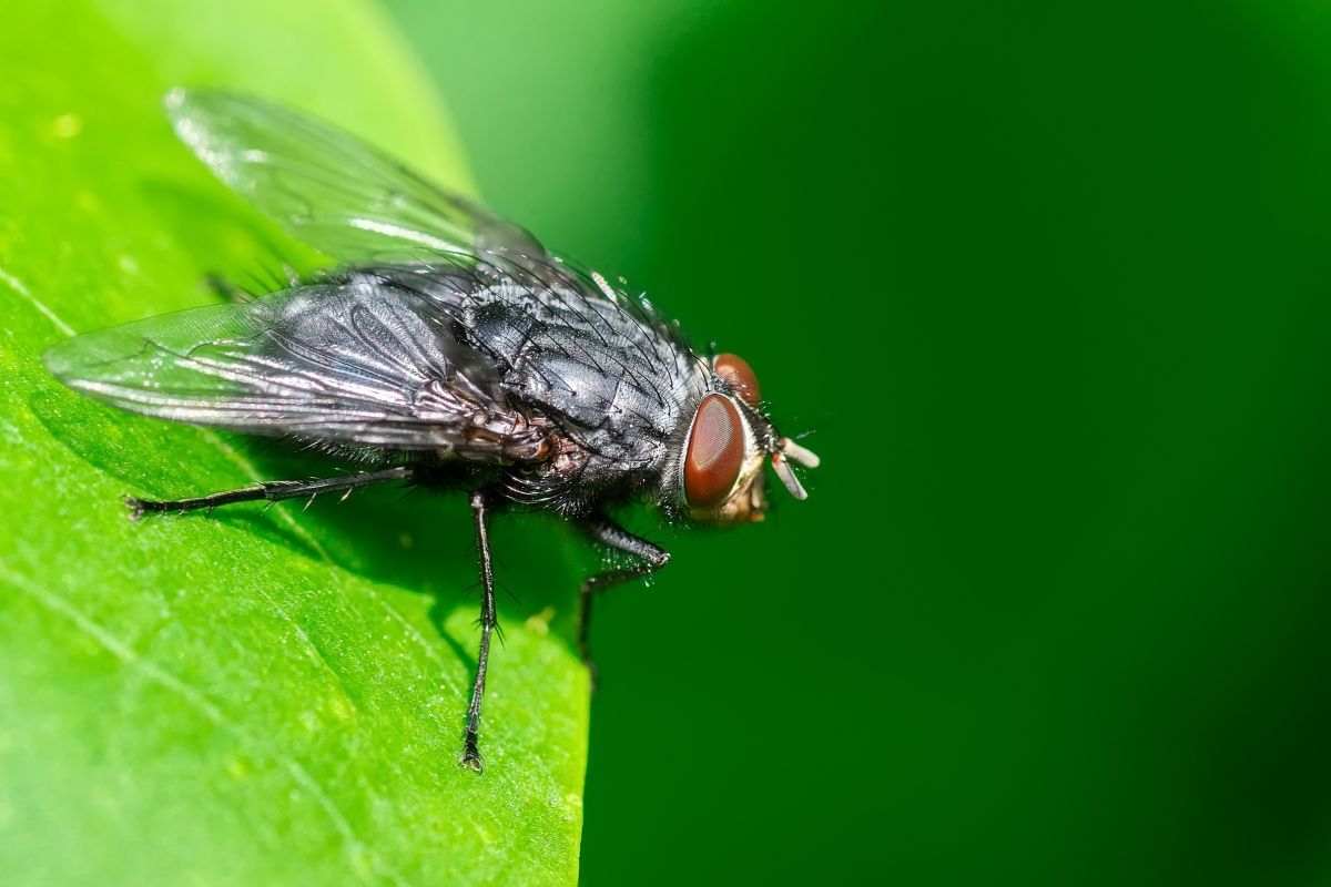 mosche: col metodo della moneta le terrai via da casa