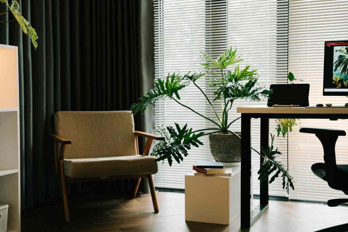 pianta, gli imprenditori la mettono in ufficio ecco come usarla