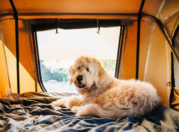 campeggi dog friendly dove