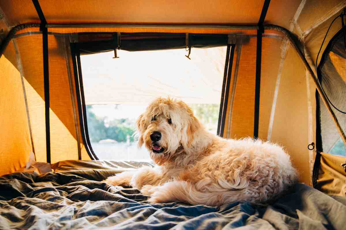 campeggi dog friendly dove