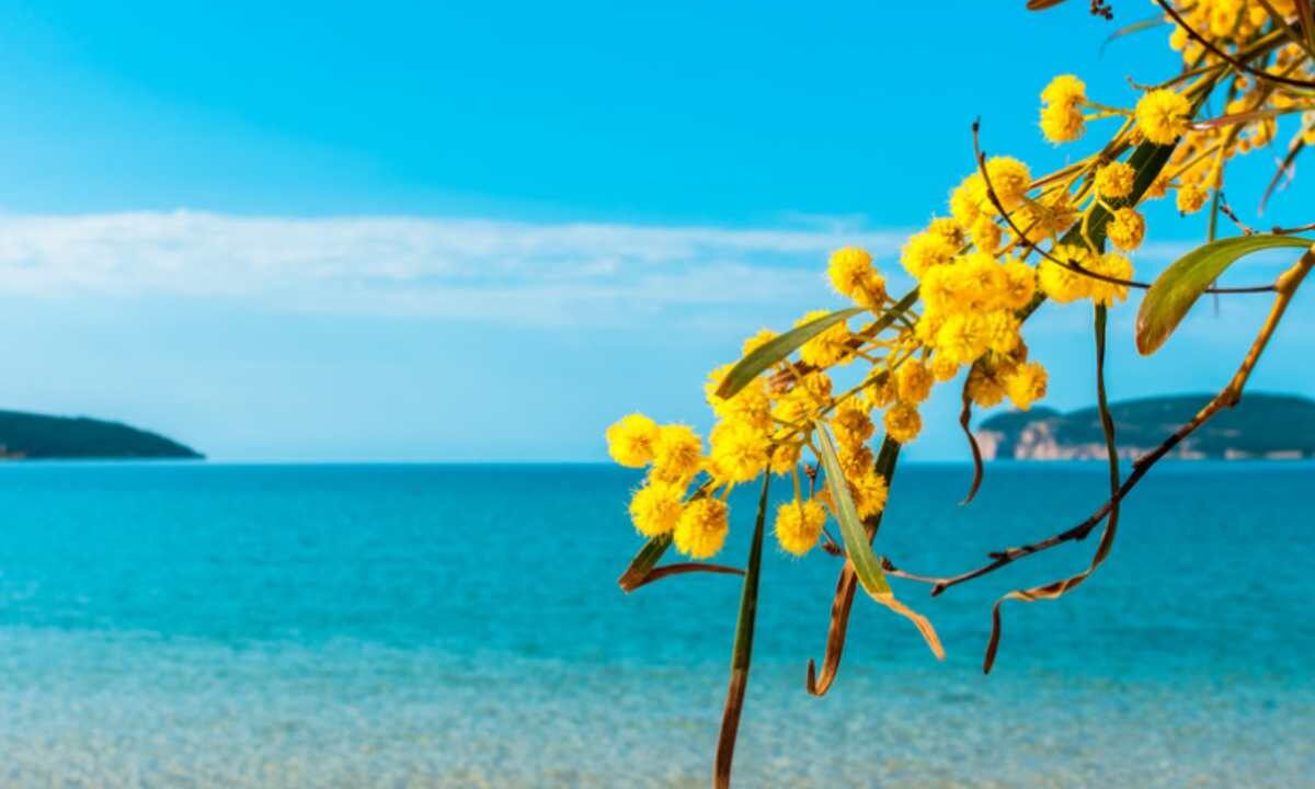 Baia delle Mimose