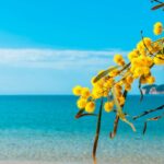 Baia delle Mimose