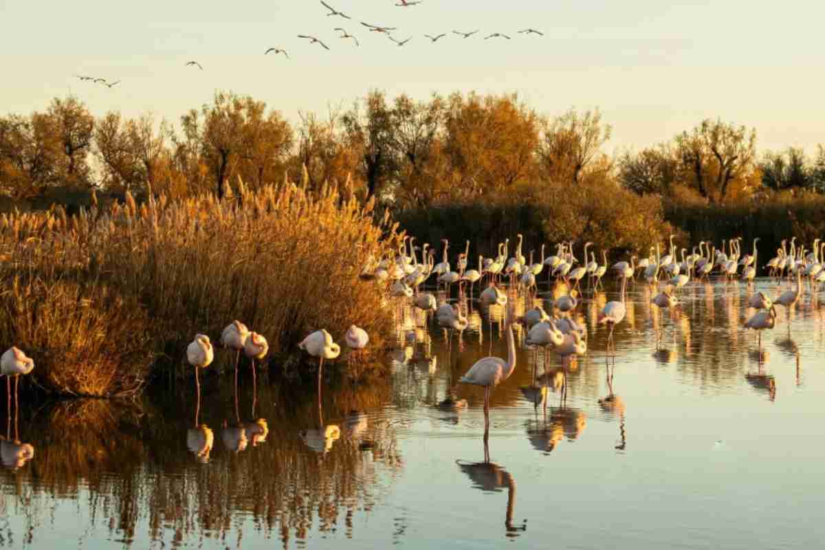 Camargue, Francia