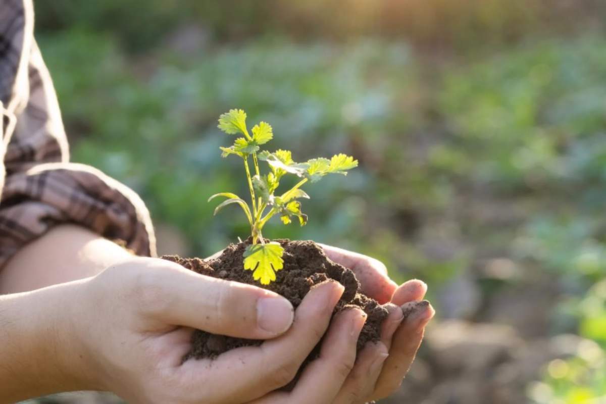 Fertilizzante naturale